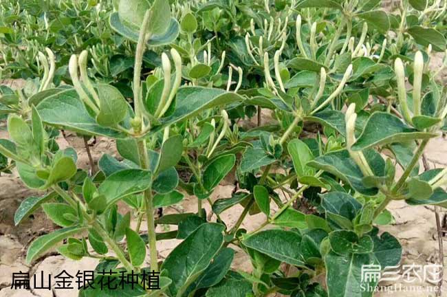 思南哪個(gè)省份的油茶品